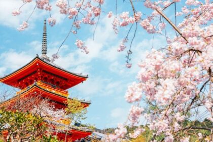 Fiesta-de-los cerezos-en-flor -Japón